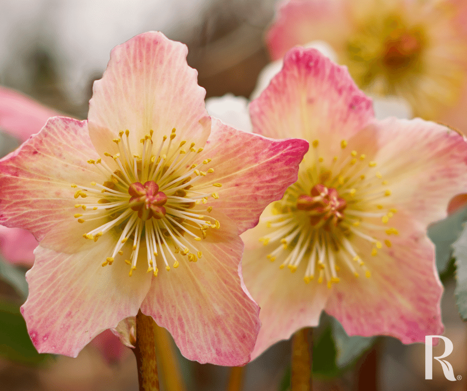 Plant Profile Hellebore